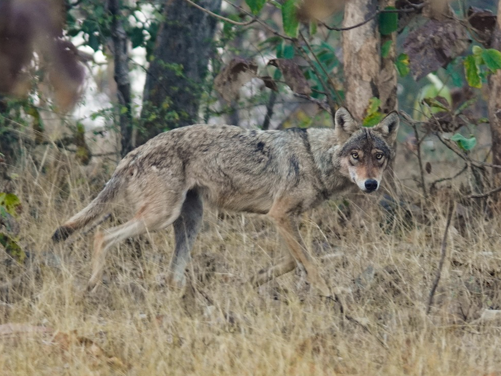 Key Zones & Tiger Population