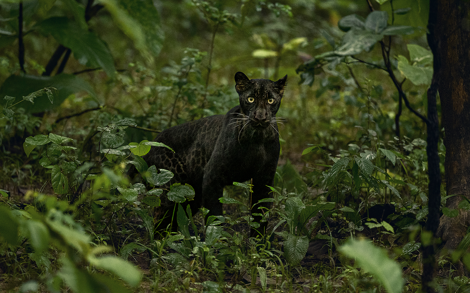 Key Zones & Tiger Population