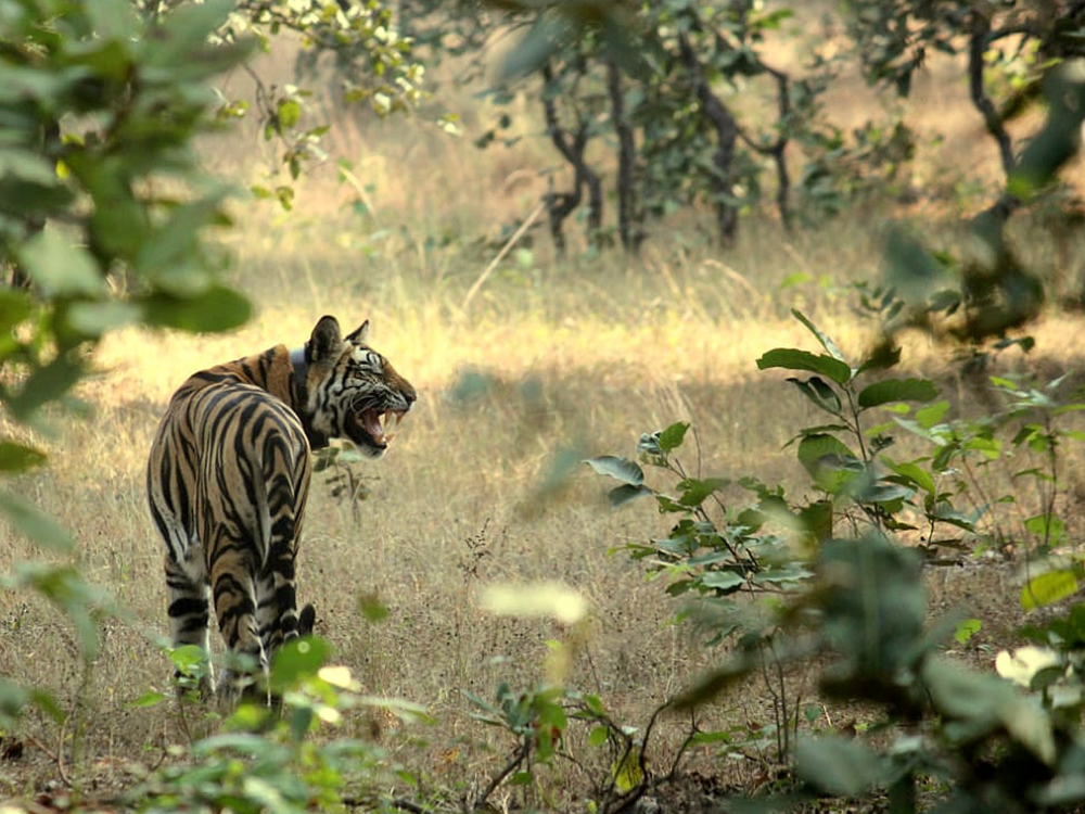 Key Zones & Tiger Population