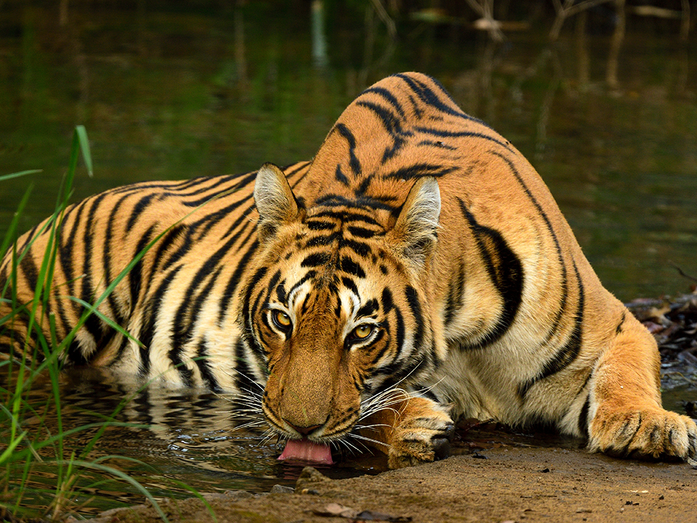 Key Zones & Tiger Population