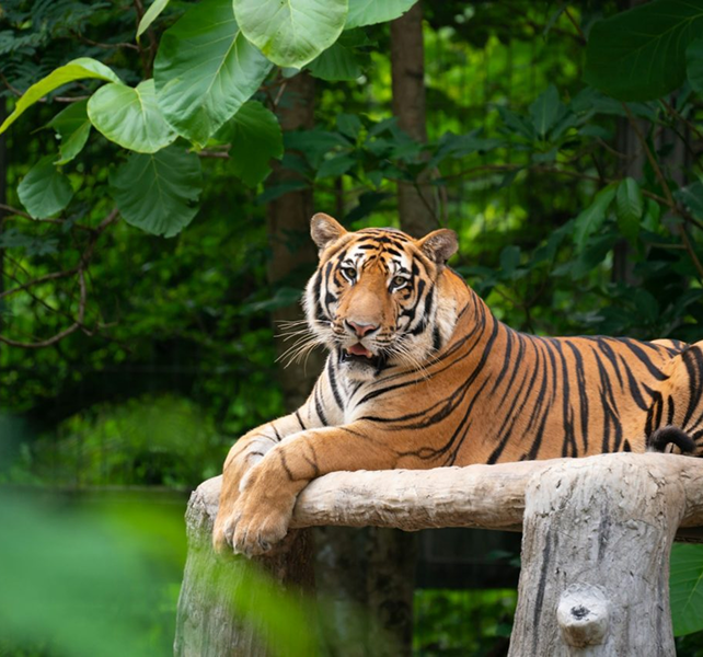 Key Zones & Tiger Population